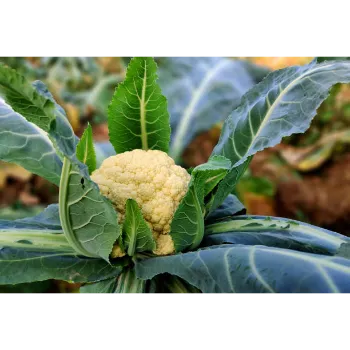 Cauliflower (37)-2011957-63509.webp